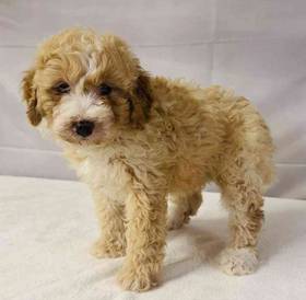 Mini Goldendoodle