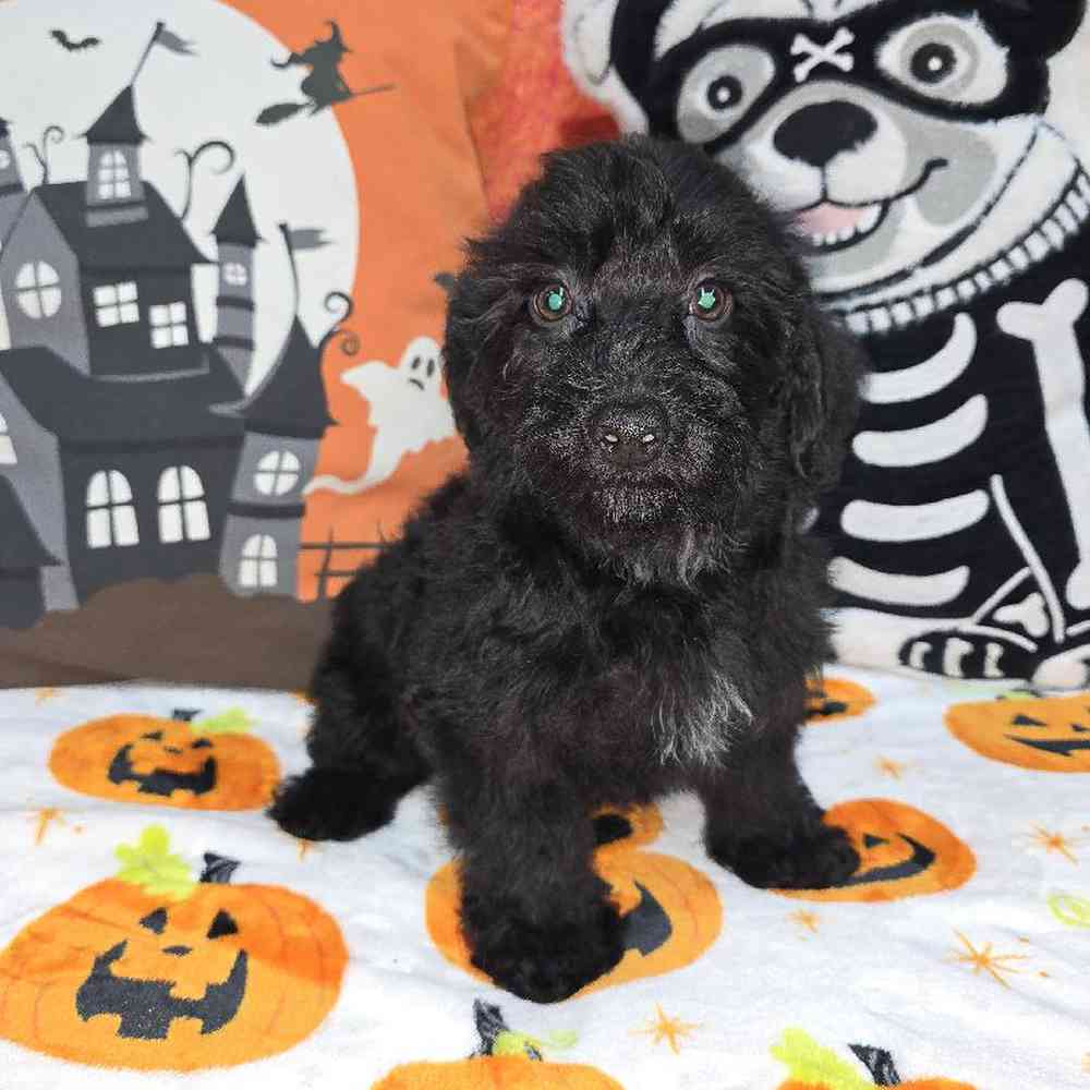 Male Yorkie-Poo Puppy for Sale in Virginia Beach, VA