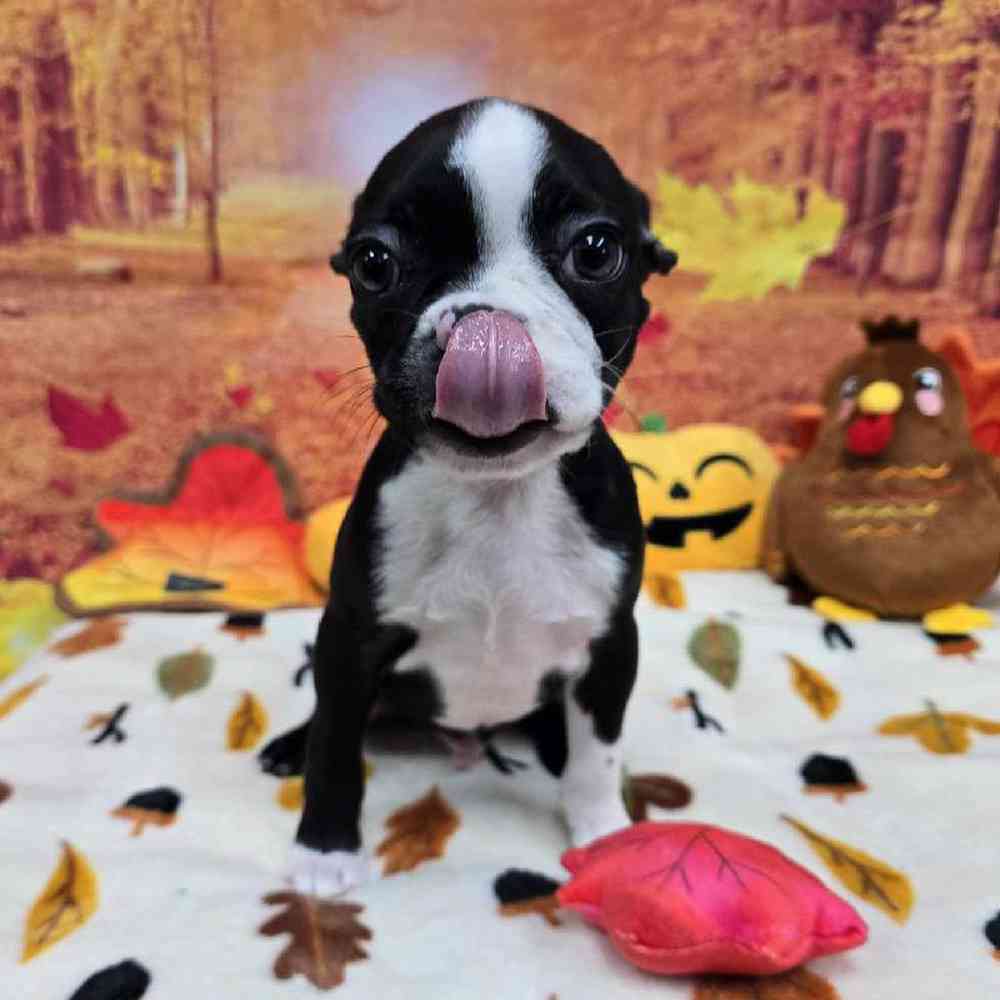 Male Boston Terrier Puppy for Sale in Virginia Beach, VA