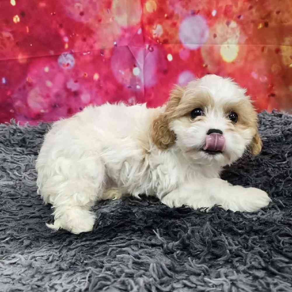 Female Cavachon Puppy for Sale in Virginia Beach, VA