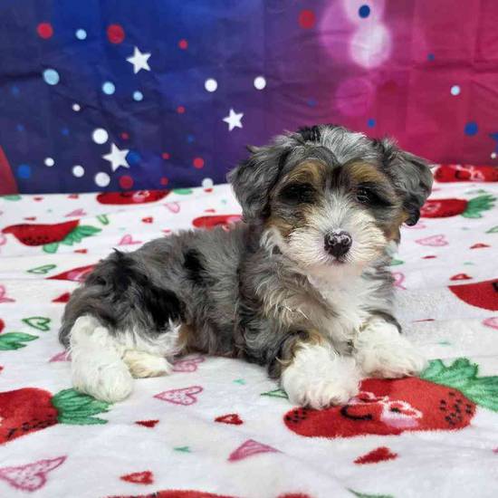 Mini Bernadoodle