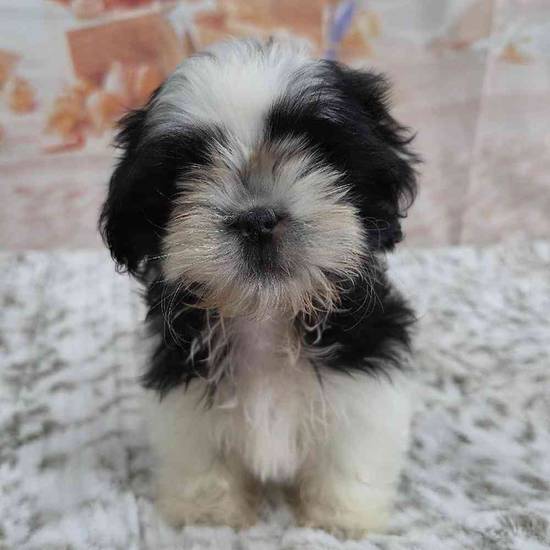 Shih Tzu