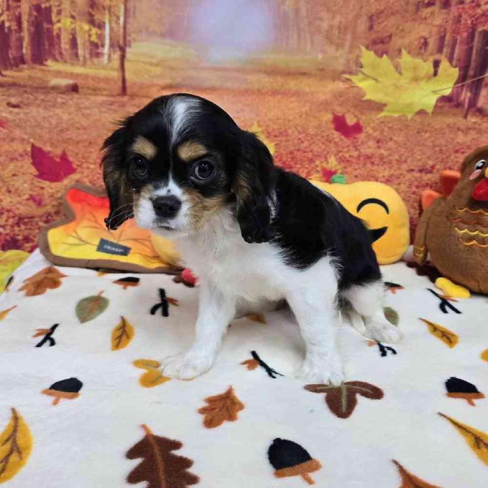 Male Cavalier King Charles Spaniel Puppy for Sale in Virginia Beach, VA