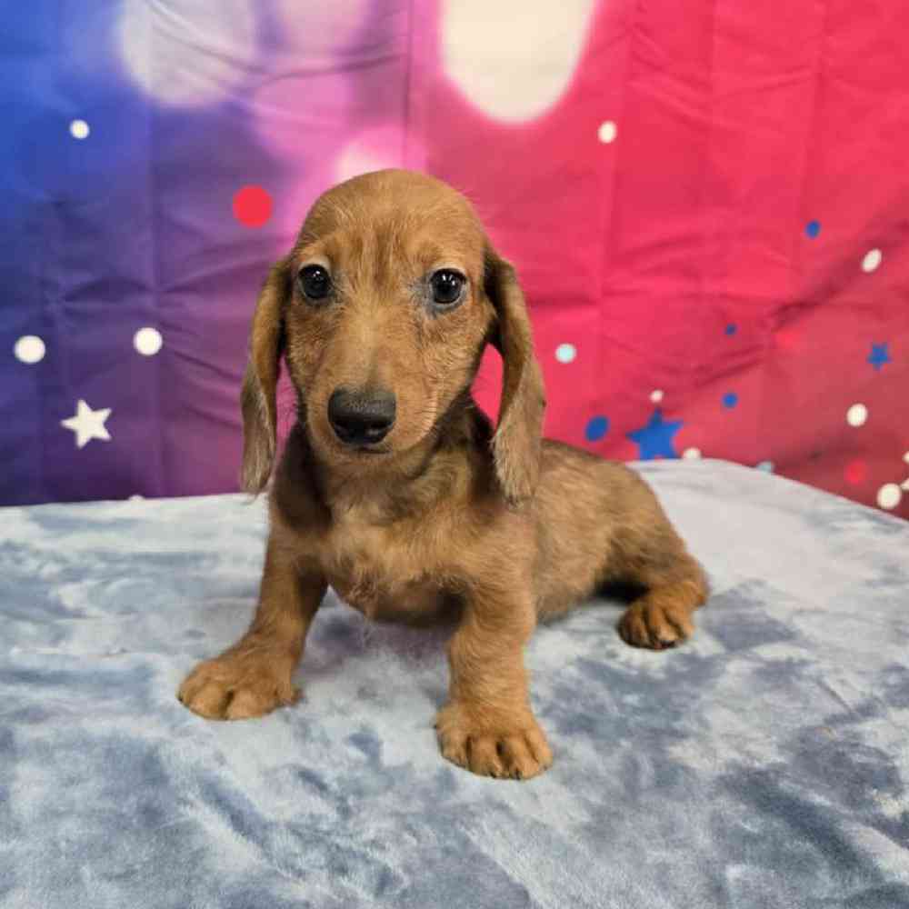 Male Dachshund Puppy for Sale in Virginia Beach, VA