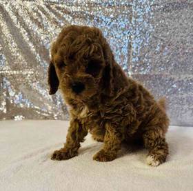Mini Goldendoodle