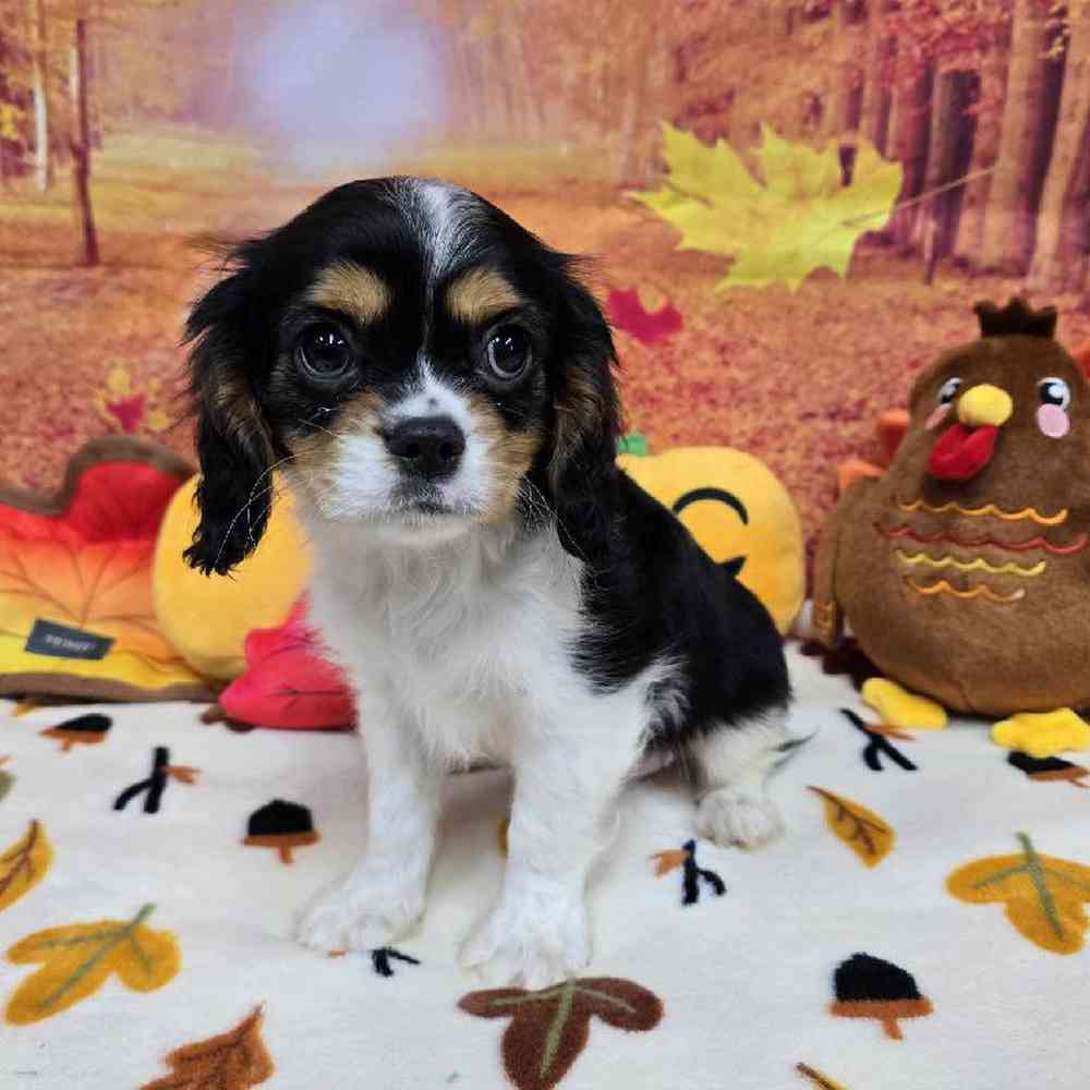 Male Cavalier King Charles Spaniel Puppy for Sale in Virginia Beach, VA