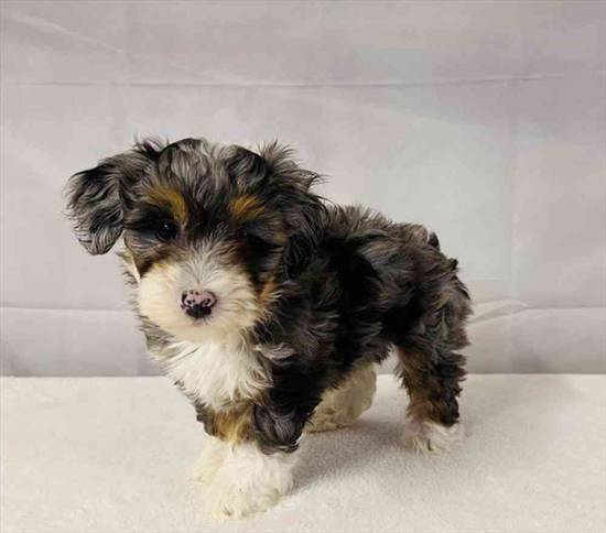 Bernedoodle