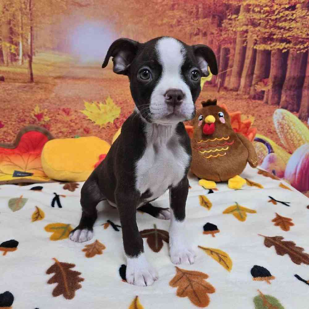 Male Boston Terrier Puppy for Sale in Virginia Beach, VA