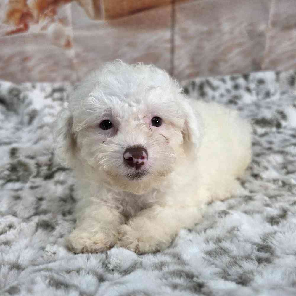 Male Poodle Toy Puppy for Sale in Virginia Beach, VA