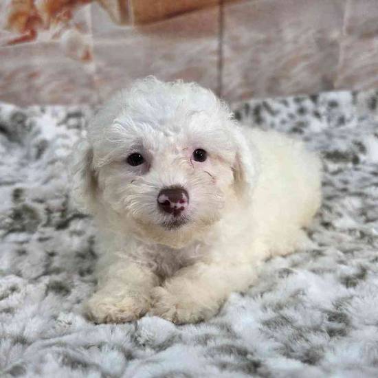 Poodle Toy
