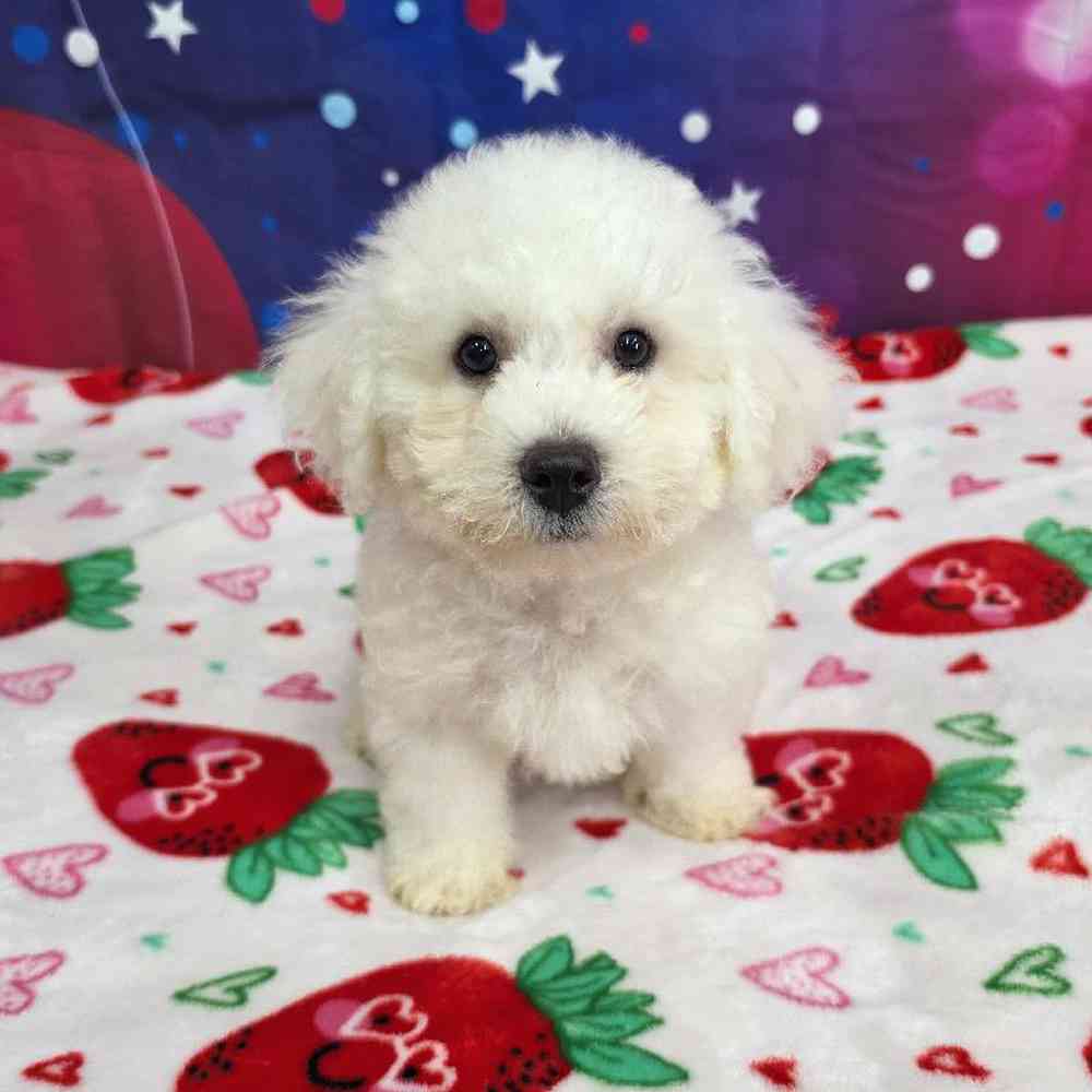 Male Bichon Puppy for Sale in Virginia Beach, VA
