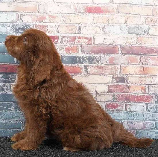 Cavapoo