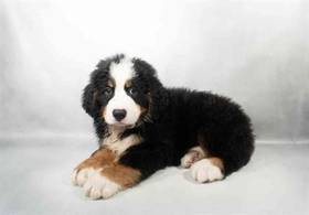 Bernese Mountain Dog