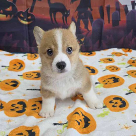 Pembroke Welsh Corgi