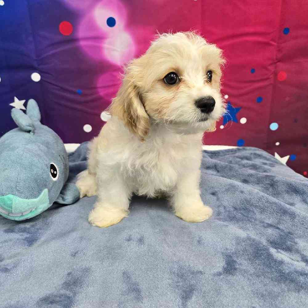 Female Cavachon Puppy for Sale in Virginia Beach, VA