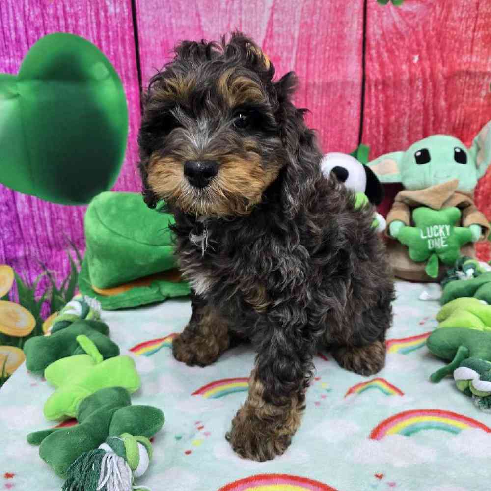 Male Mini Bernadoodle Puppy for Sale in Virginia Beach, VA