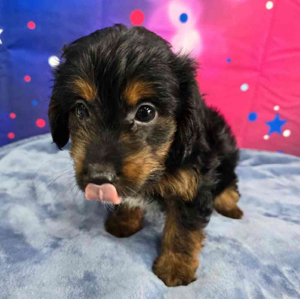 Male Mini Aussiedoodle Puppy for Sale in Virginia Beach, VA
