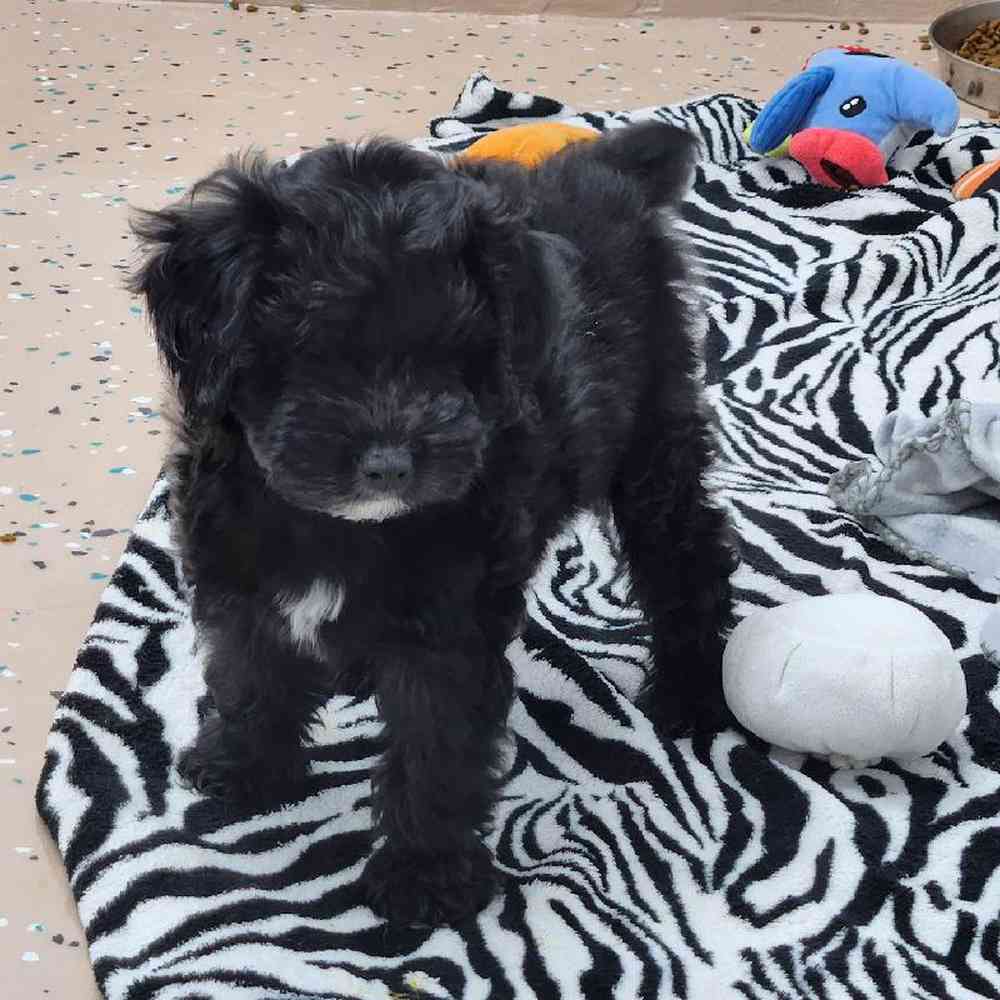 Male Mini Aussiedoodle Puppy for Sale in Virginia Beach, VA