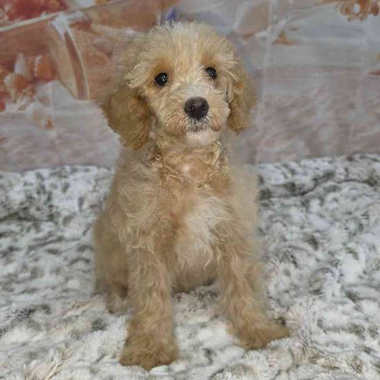 Poodle