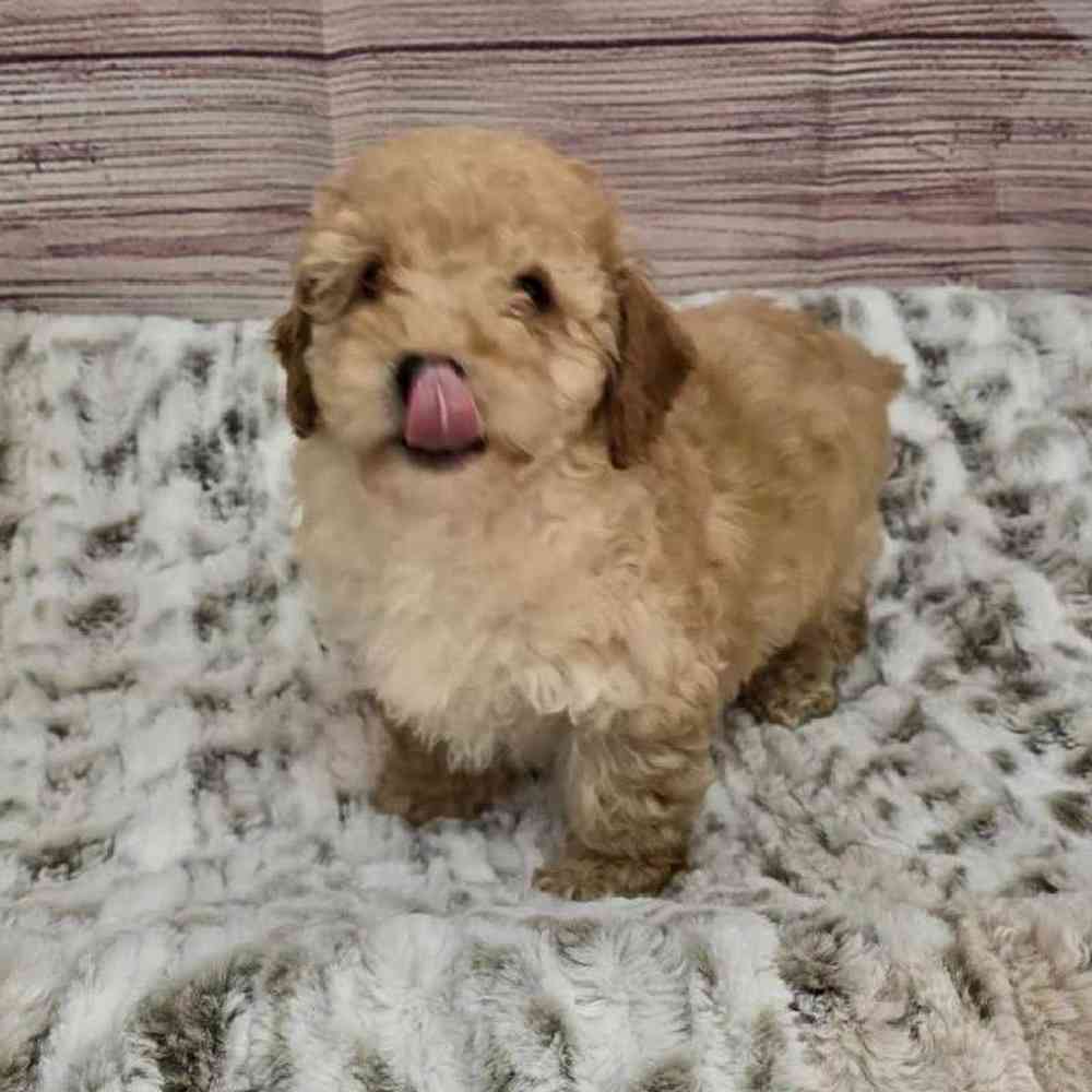 Male Mini Poodle Puppy for Sale in Virginia Beach, VA