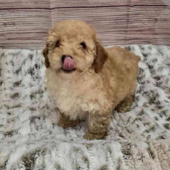 Mini Poodle