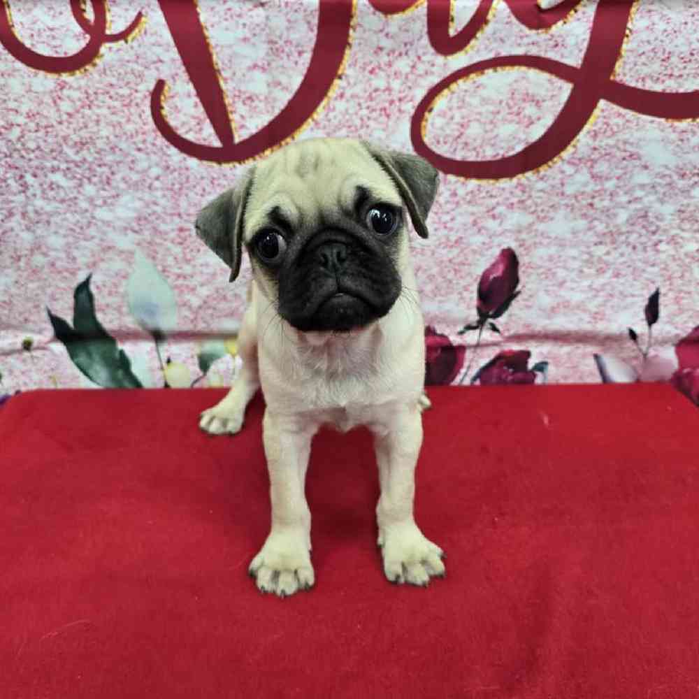 Male Pug Puppy for Sale in Virginia Beach, VA