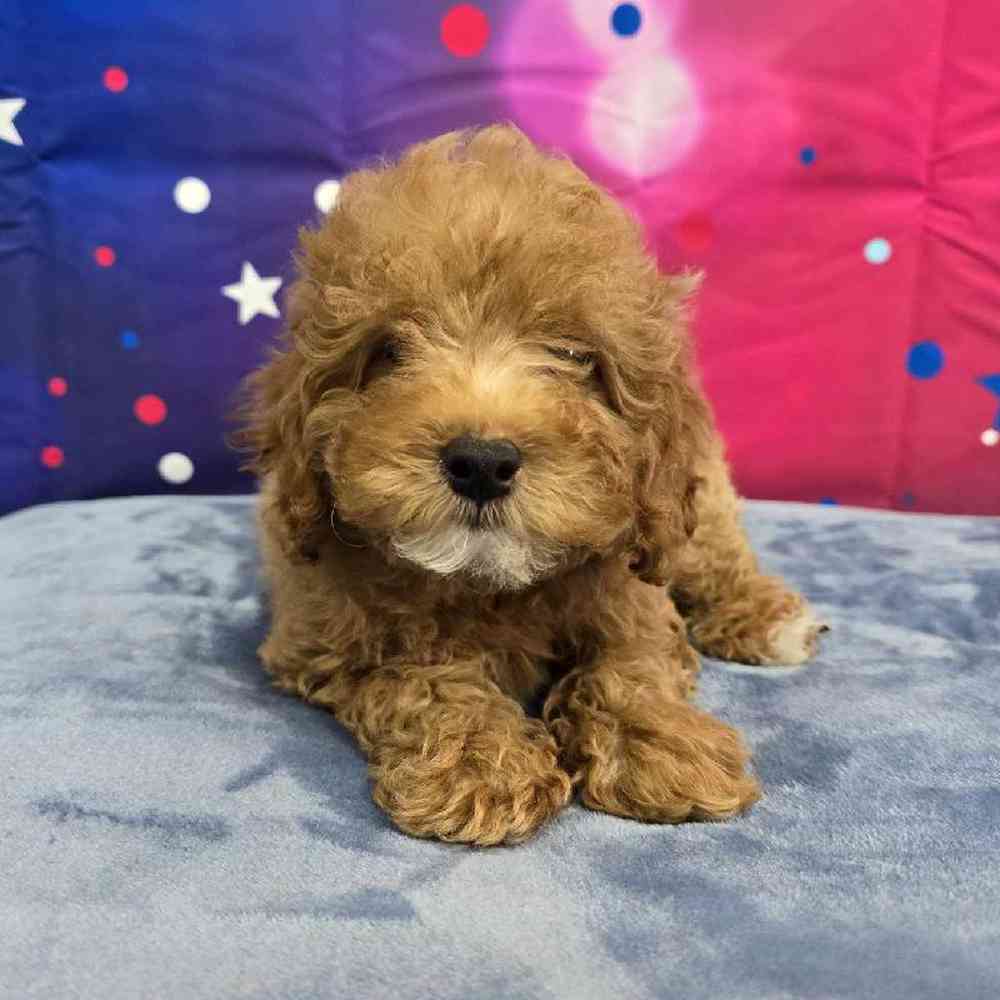 Female Mini Poodle Puppy for Sale in Virginia Beach, VA