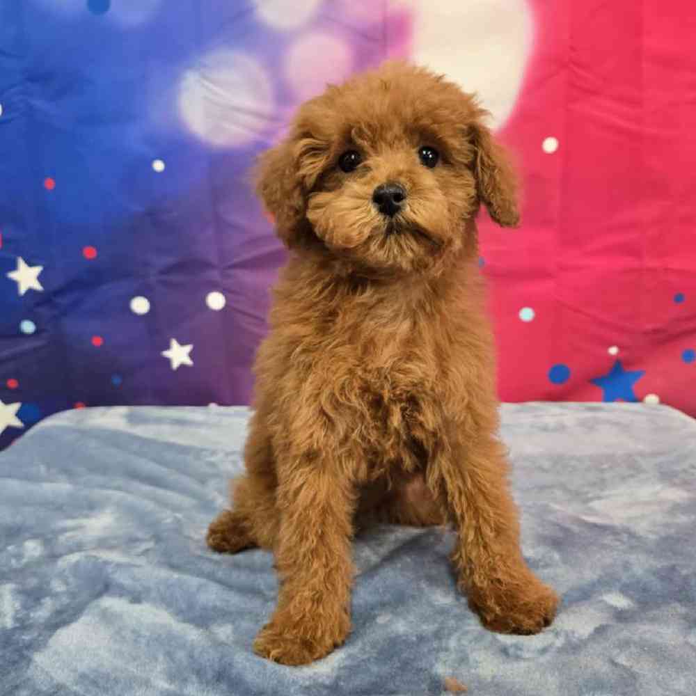 Female Poodle Puppy for Sale in Virginia Beach, VA