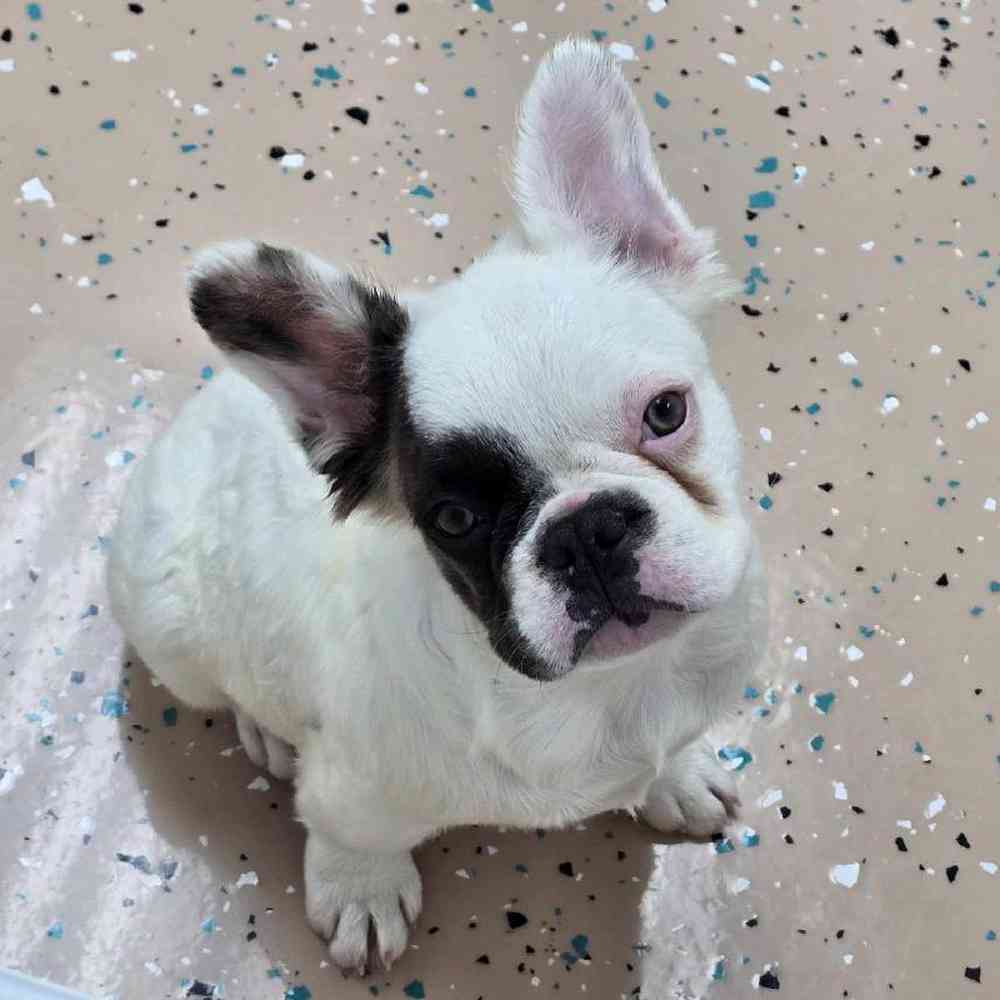 Female French Bulldog Puppy for Sale in Virginia Beach, VA