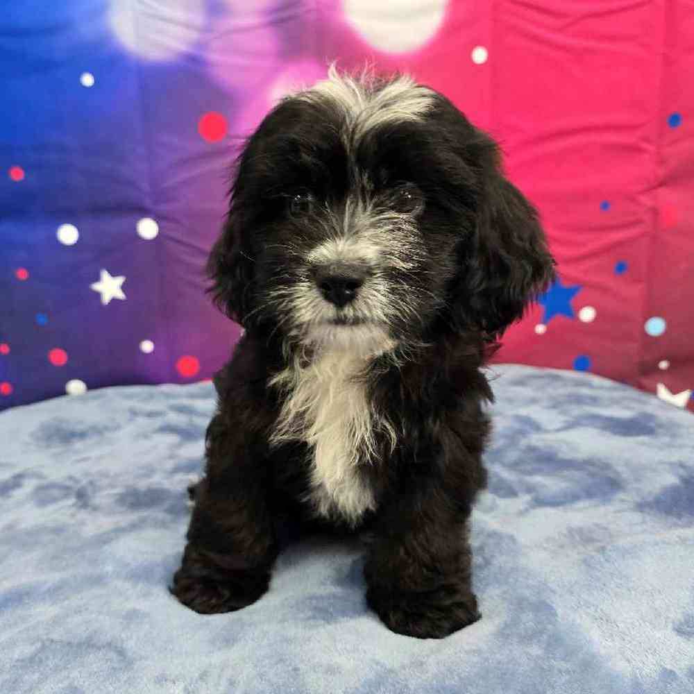 Female Shipoo Puppy for Sale in Virginia Beach, VA