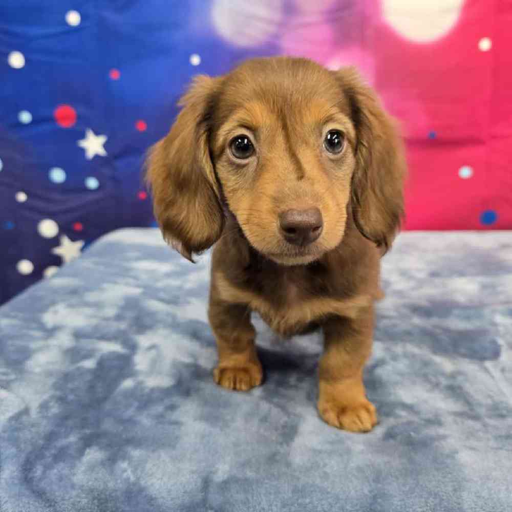 Female Dachshund Puppy for Sale in Virginia Beach, VA