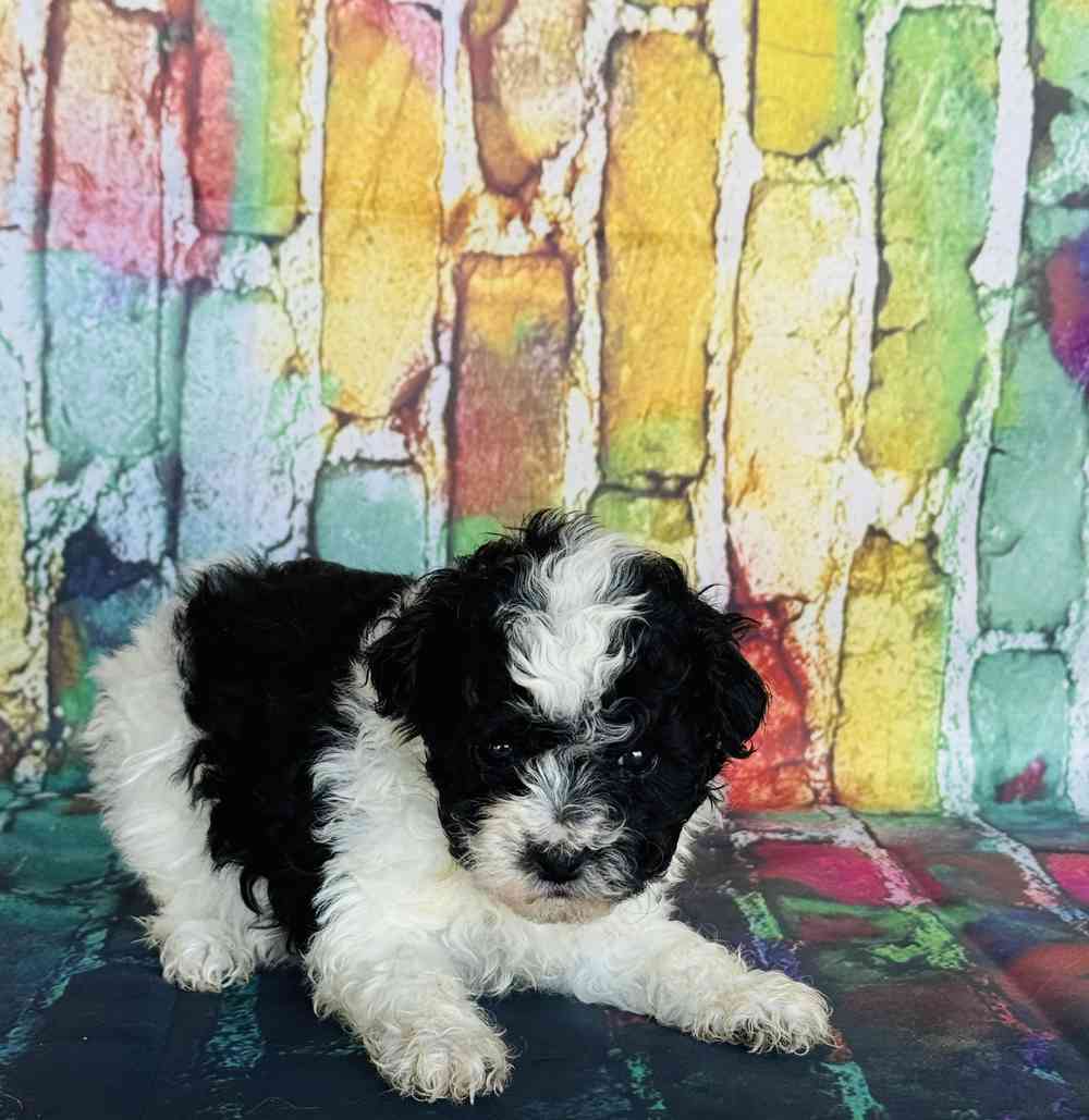 carousel pet images