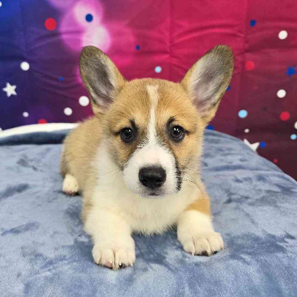 Female Pembroke Welsh Corgi Puppy for Sale in Virginia Beach, VA