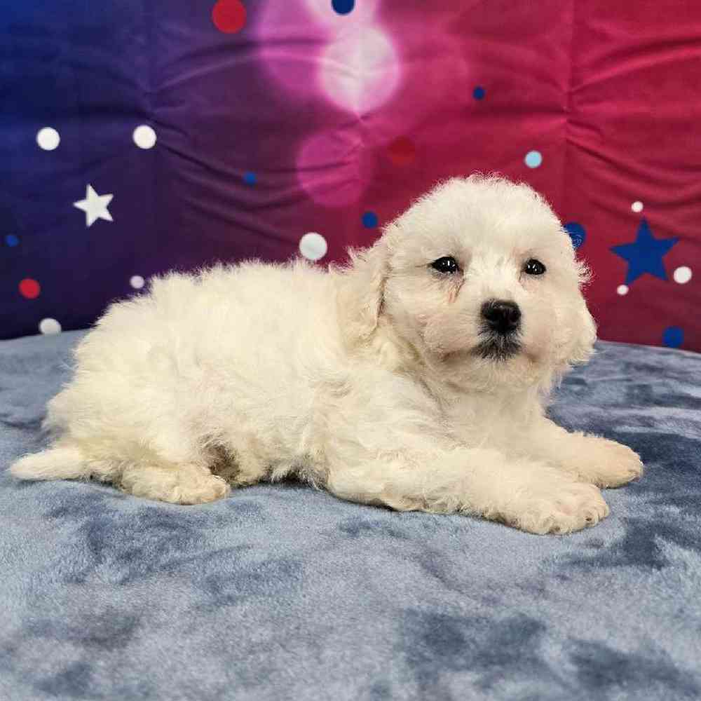 Male Bichon Puppy for Sale in Virginia Beach, VA