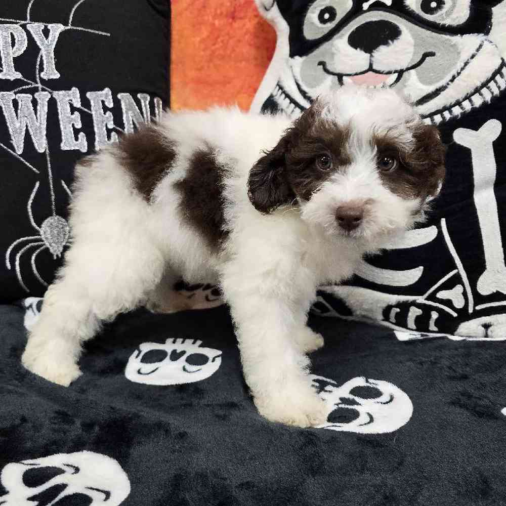 Male Poodle Puppy for Sale in Virginia Beach, VA