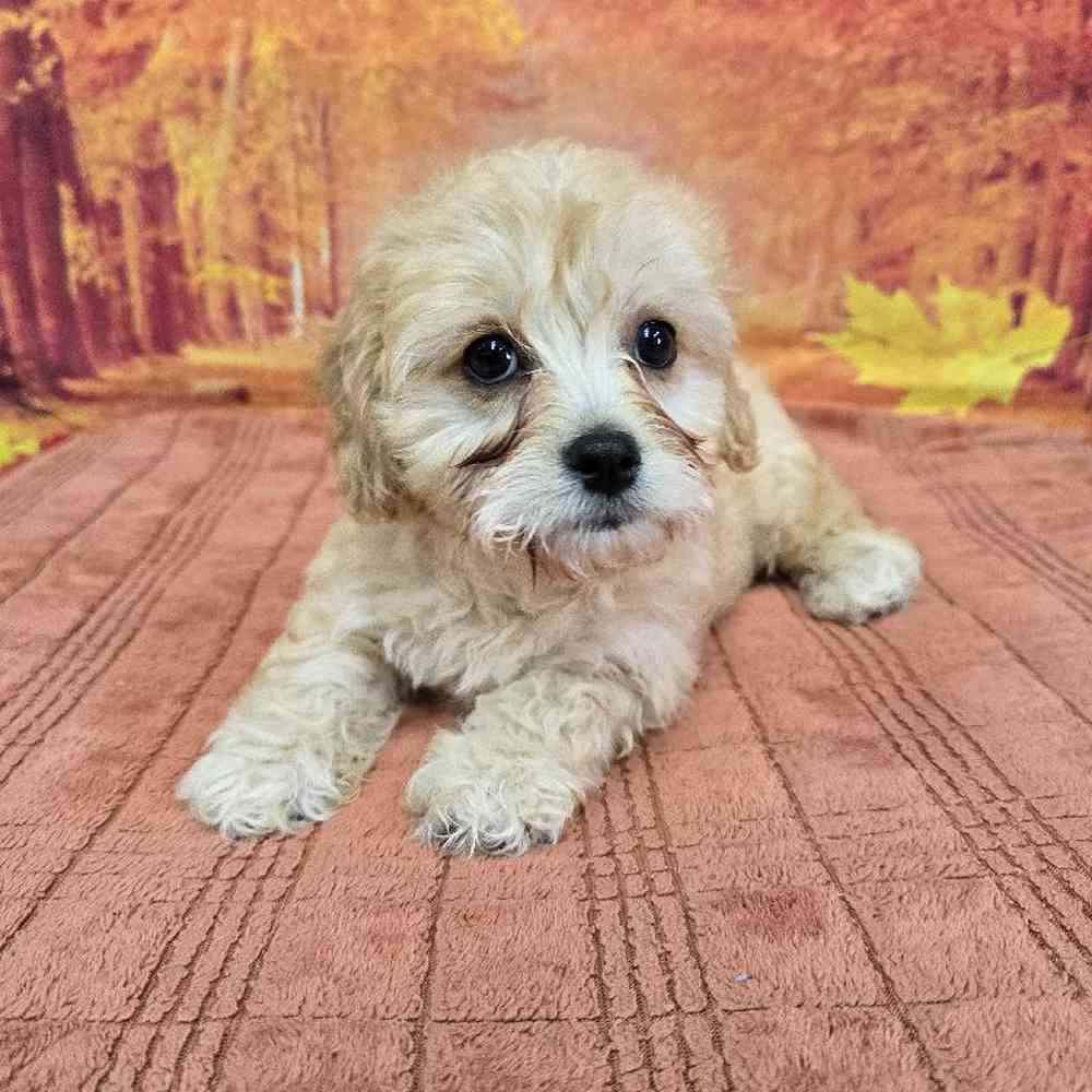 Female Cavachon Puppy for Sale in Virginia Beach, VA
