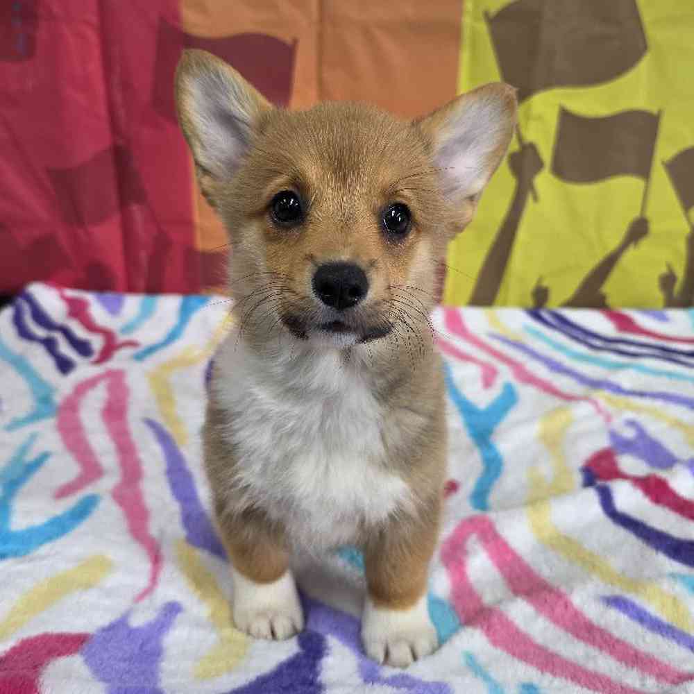 Female Pembroke Welsh Corgi Puppy for Sale in Virginia Beach, VA