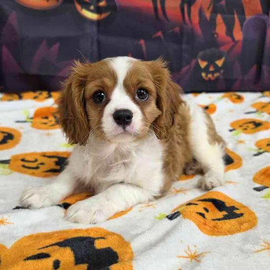Cavalier King Charles Spaniel