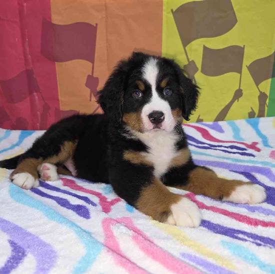 Bernese Mountain Dog