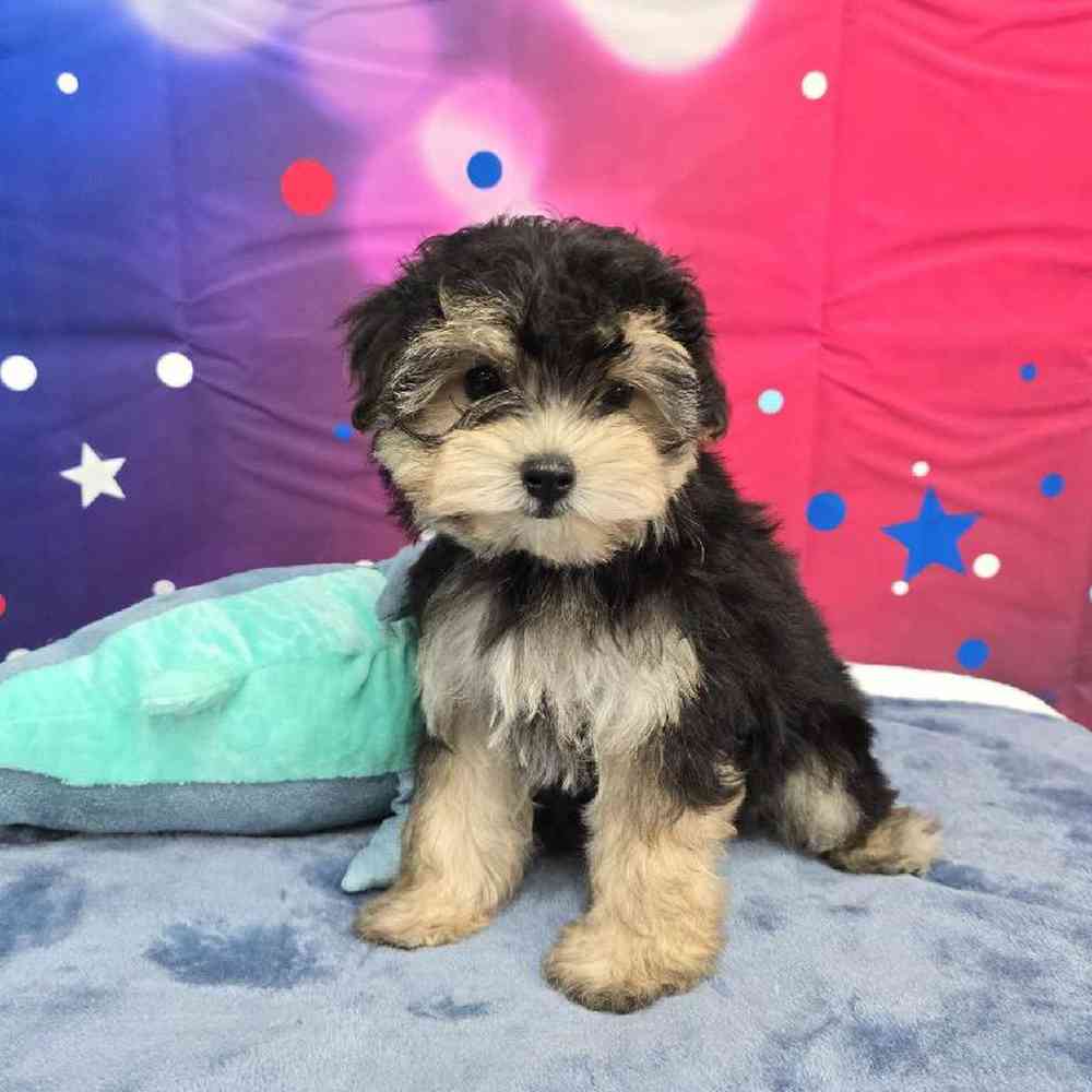 Male Morkie Puppy for Sale in Virginia Beach, VA