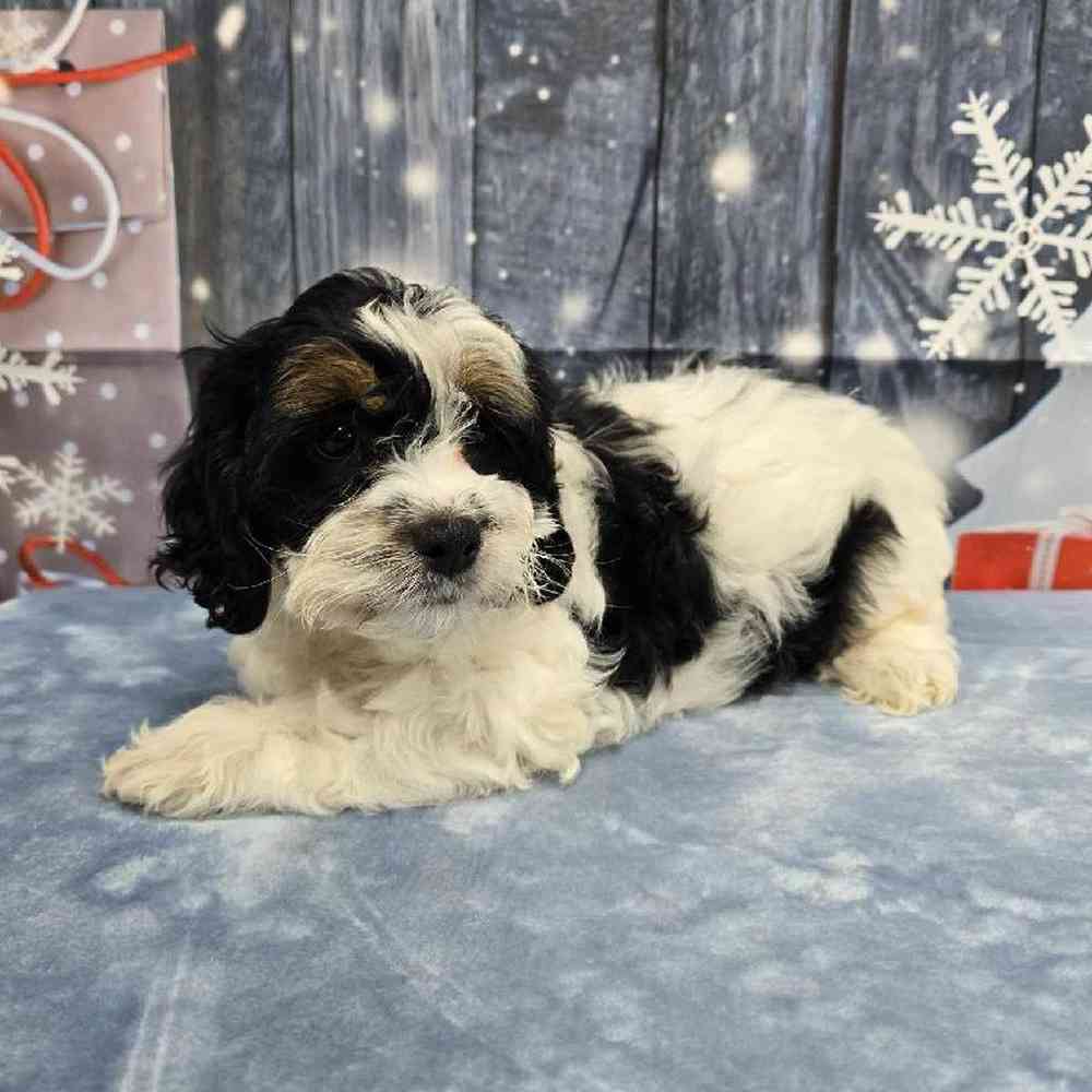 Female Cockapoo Puppy for Sale in Virginia Beach, VA