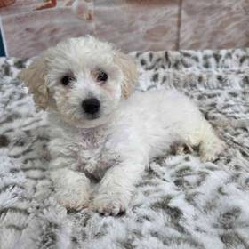 Bichon