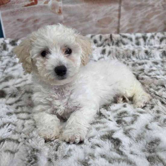 Bichon