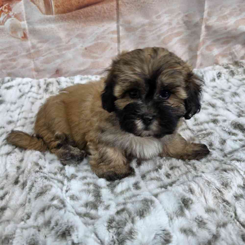 Male Bichonpoo Puppy for Sale in Virginia Beach, VA