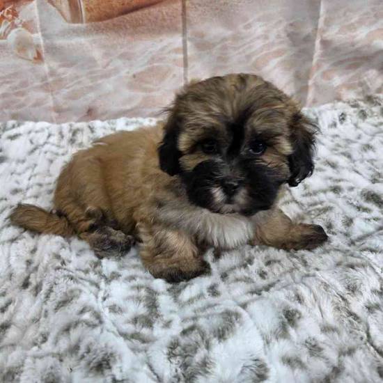 Bichonpoo