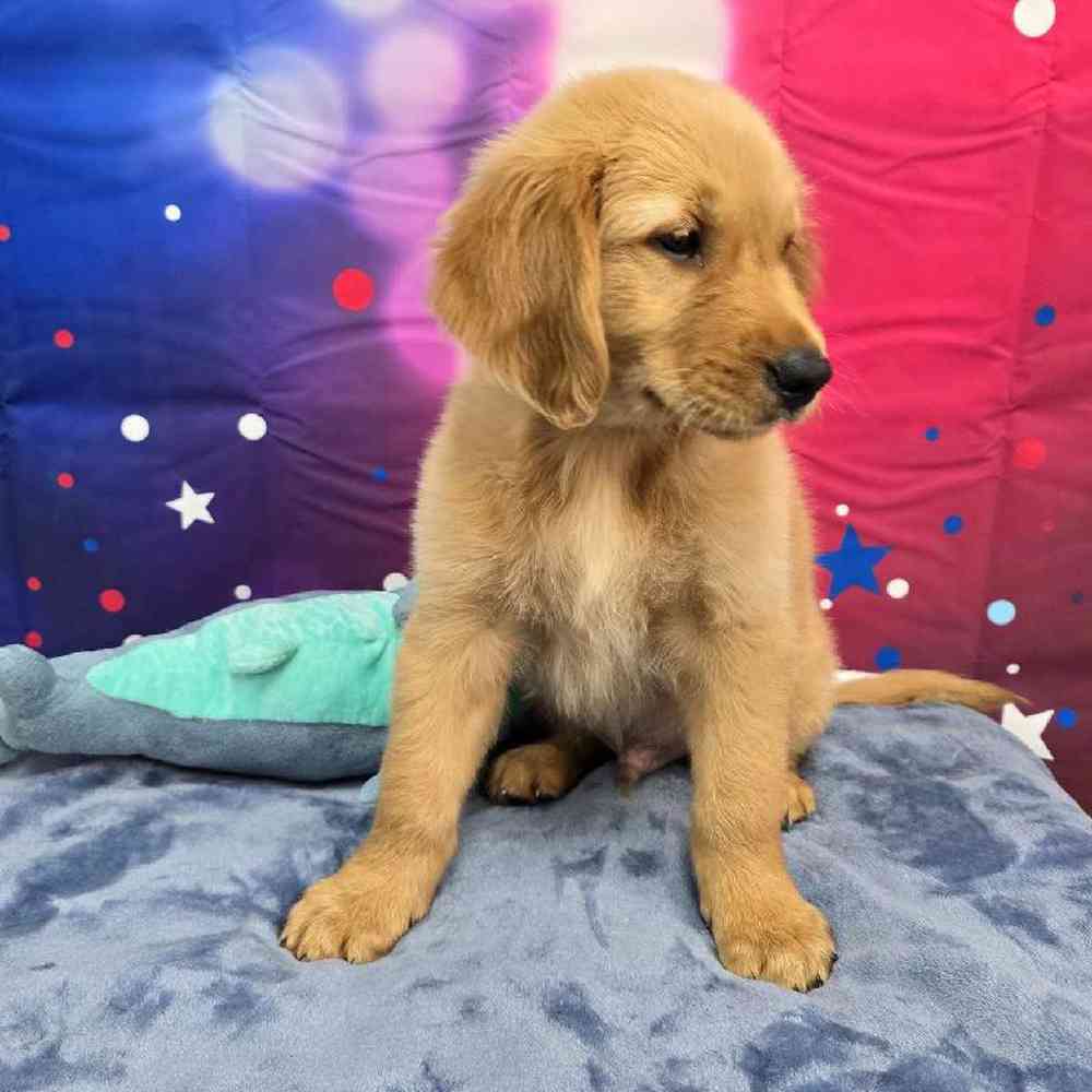 Male Golden Retriever Puppy for Sale in Virginia Beach, VA