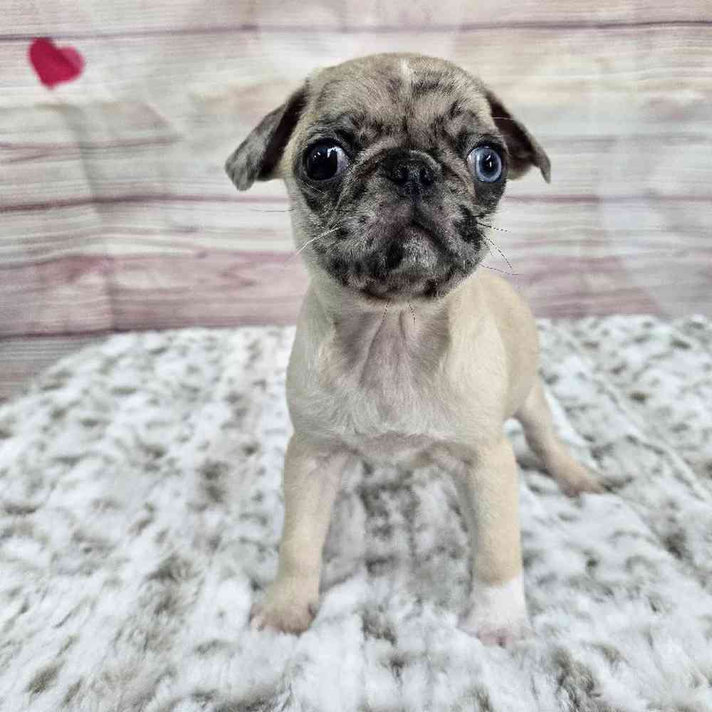 Male Pug Puppy for Sale in Virginia Beach, VA