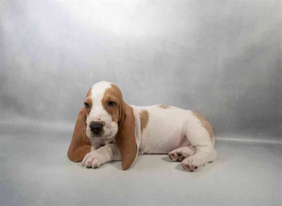 Basset Hound
