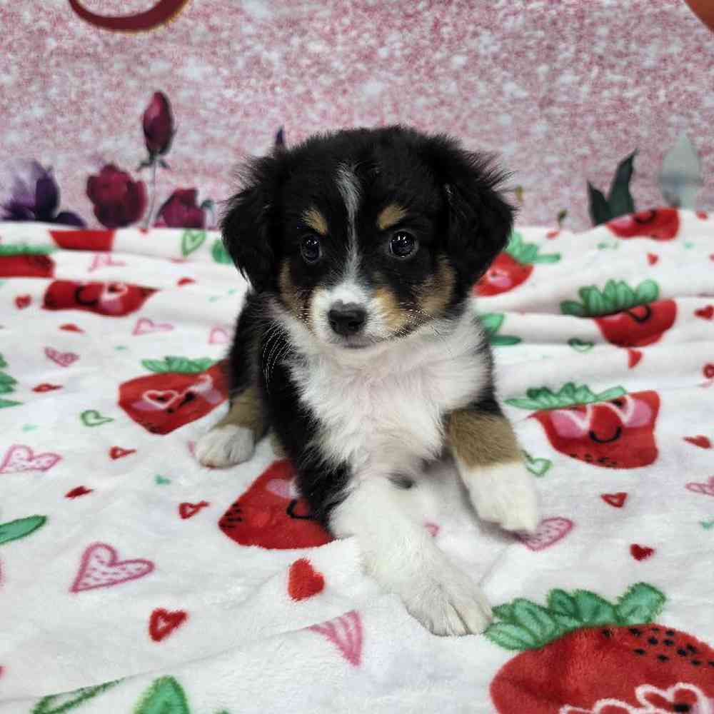 Female Mini Aussie Puppy for Sale in Virginia Beach, VA