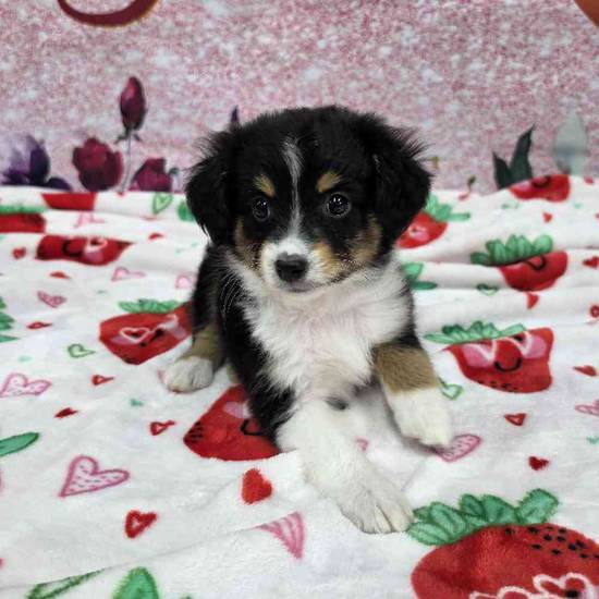 Mini Aussie